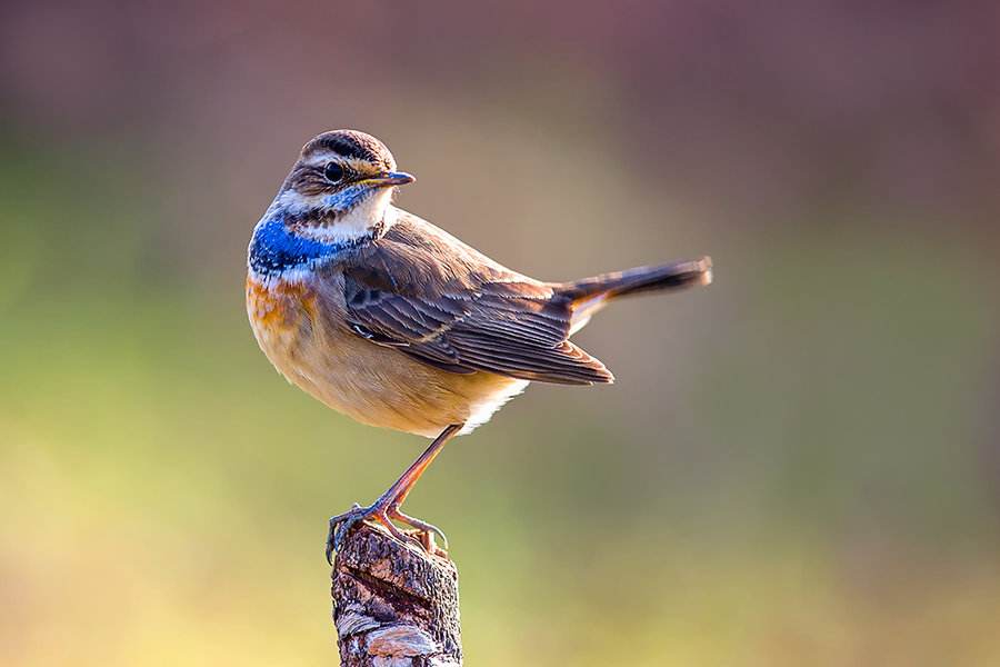 蓝喉歌鸲鸟种群现状 蓝喉歌鸲种群现状