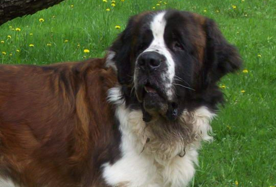 圣伯纳犬咬人吗 圣伯纳犬几乎不咬人