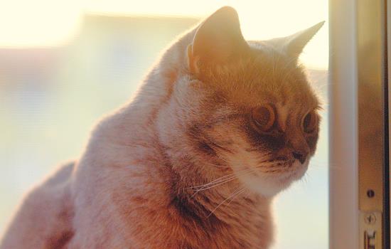 买猫需要注意哪些问题 买猫需要注意什么