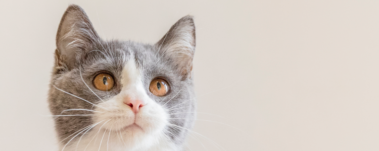 猫打完疫苗呕吐正常吗 猫打完疫苗呕吐怎么回事