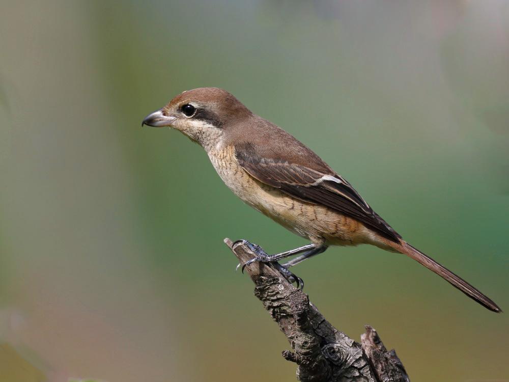 红尾伯劳鸟寿命 红尾伯劳鸟能活几年