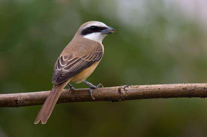 红尾伯劳叫的好吗 红尾伯劳叫声好吗