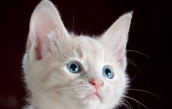 猫咪一直摇尾巴和叫 猫咪一直摇尾巴和叫是什么意思