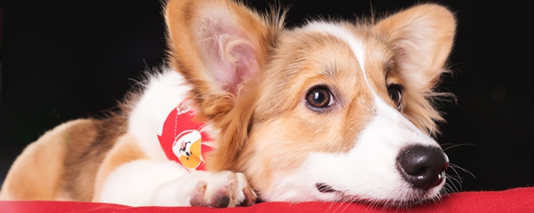 蝴蝶犬为什么养的人少 蝴蝶犬养的人少