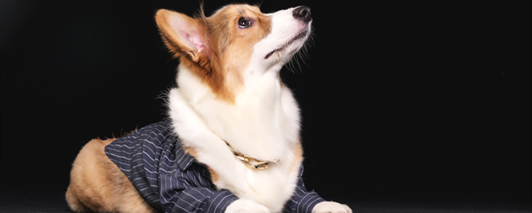 柯基犬打它能听话吗 柯基犬打它会听话吗