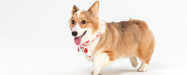 柯基犬适合家里养吗 柯基犬适合家里养的原因