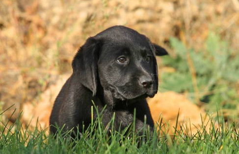 黑色拉布拉多犬多少钱一只 黑色拉布拉多犬价格