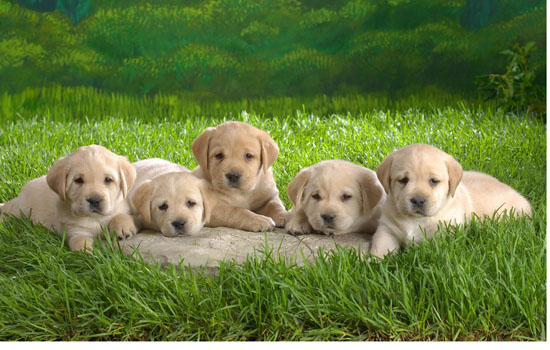 拉布拉多2个月喂多少狗粮 拉布拉多2个月喂4~5次狗粮