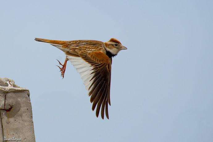 蒙古百灵鸟特征 蒙古百灵鸟的特征