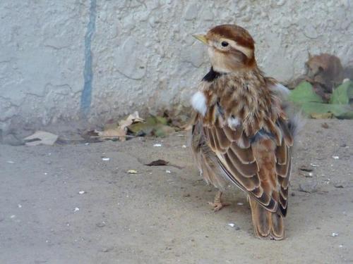 蒙古百灵怕人怎么办 如何让百灵不怕人