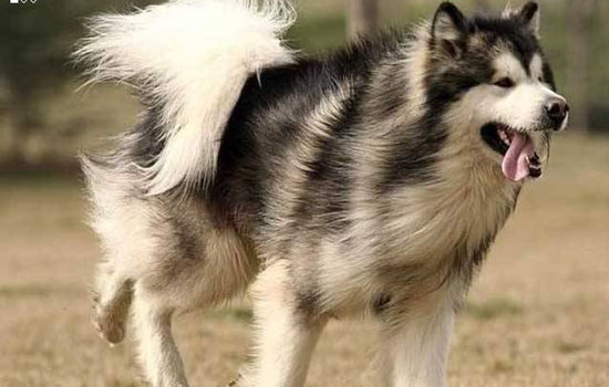 养阿拉斯加有哪些不好 养阿拉斯加的坏处