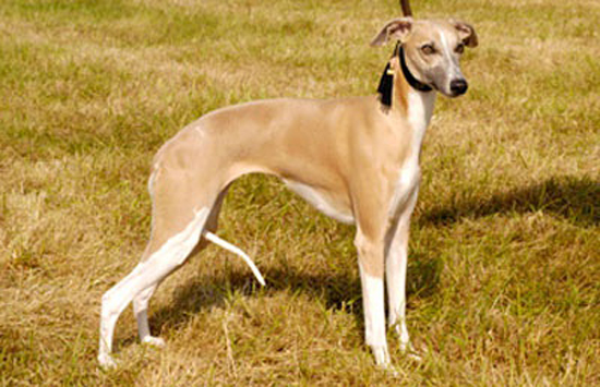 格力犬几个月就不长了 格力犬11个月左右就不长了