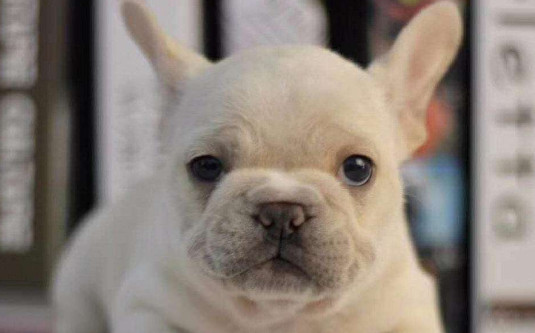 新手养法斗有什么注意事项 新手养法斗注意事项