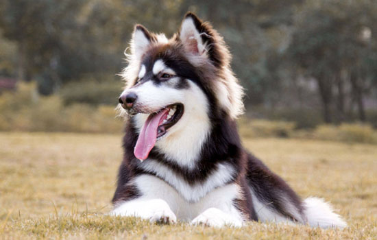 阿拉斯加犬感冒了怎么办 阿拉斯加犬感冒后治疗方法