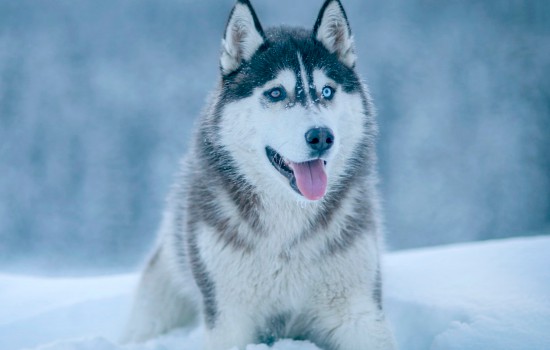 西伯利亚雪橇犬和哈士奇的区别 雪橇犬与哈士奇的不同