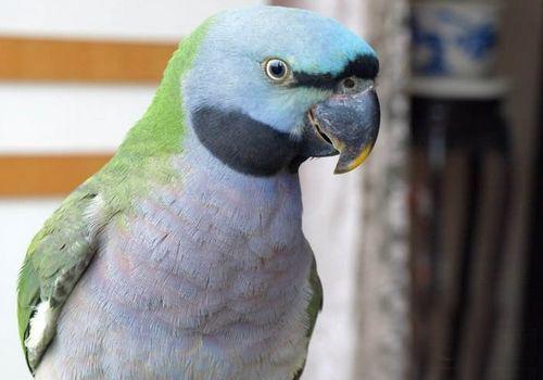 小绯胸鹦鹉喂养 小绯胸鹦鹉的喂养