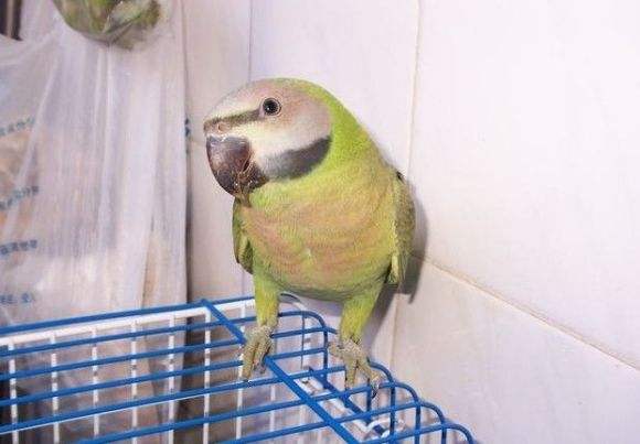 小绯胸鹦鹉几年繁殖 小绯胸鹦鹉如何繁殖