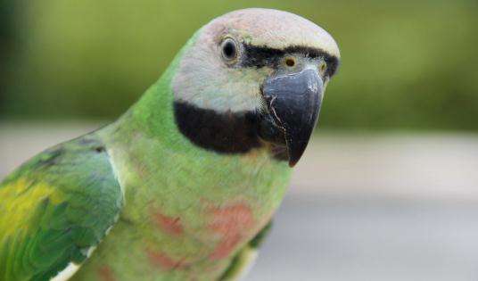 小绯胸鹦鹉人工繁殖 小绯胸人工繁殖