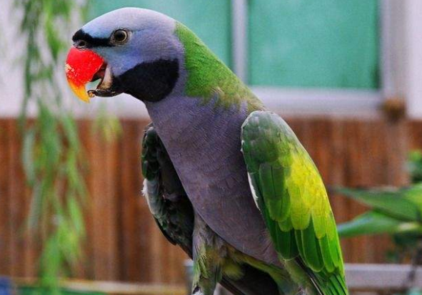 小绯胸鹦鹉繁殖要多久 小绯胸繁殖要多久