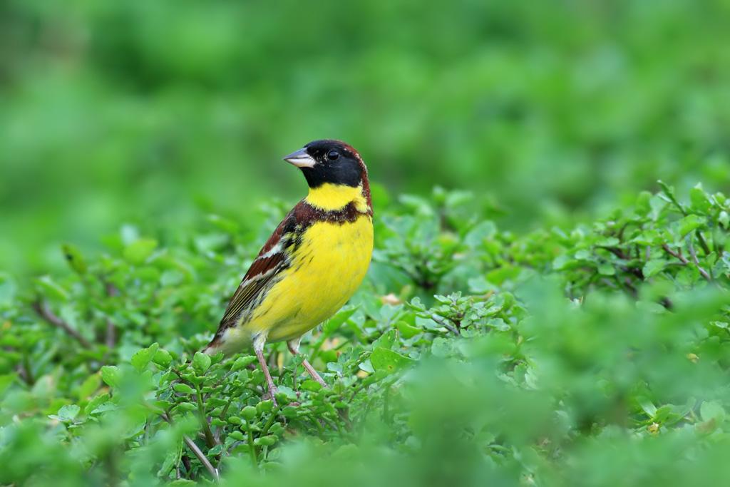 禾花雀怎么区分公母 禾花雀怎样分公母