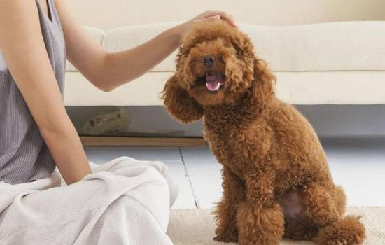什么狗不掉毛没体味 不掉毛没体味的狗狗
