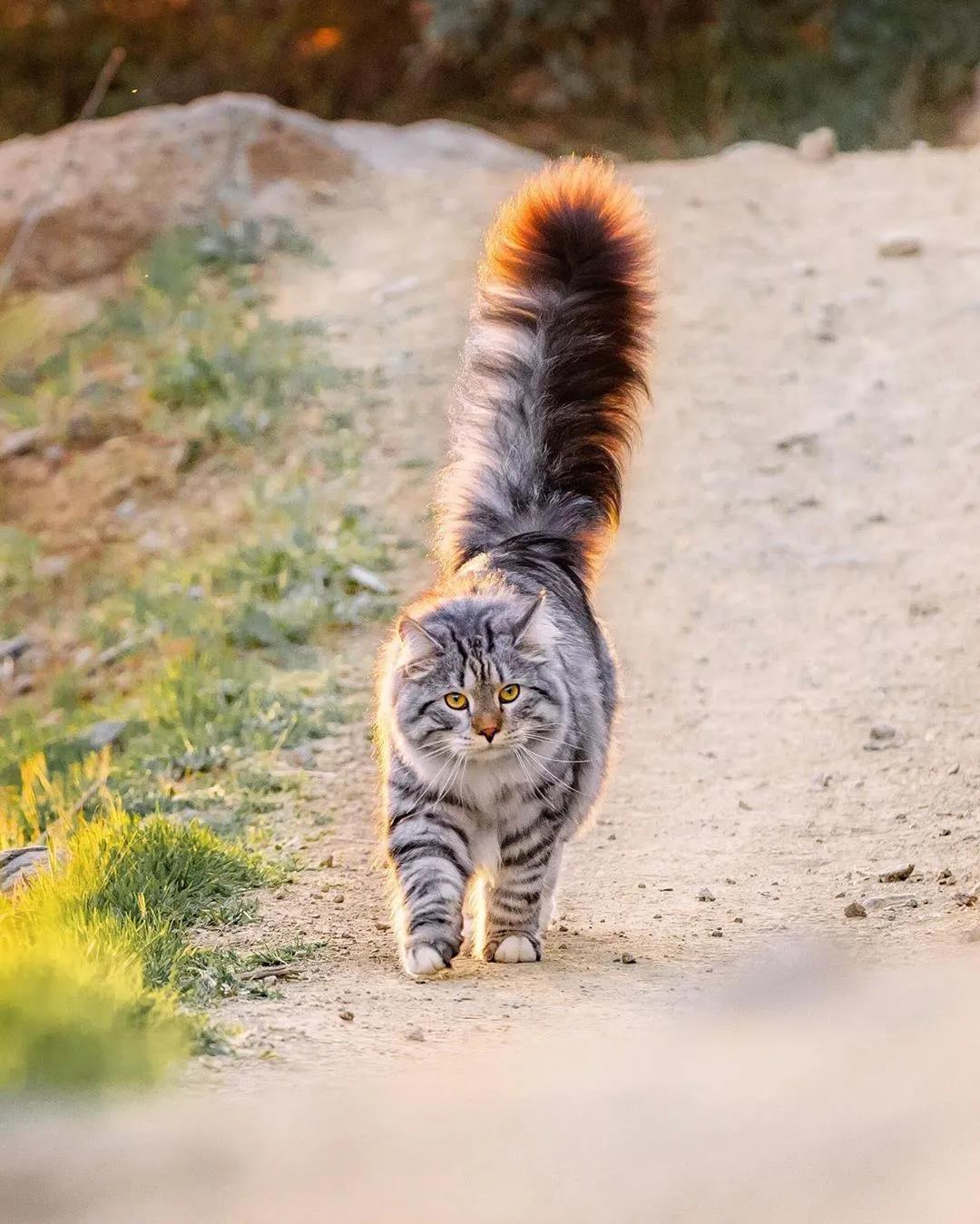 西伯利亚森林猫图片 简直是行走的鸡毛掸子