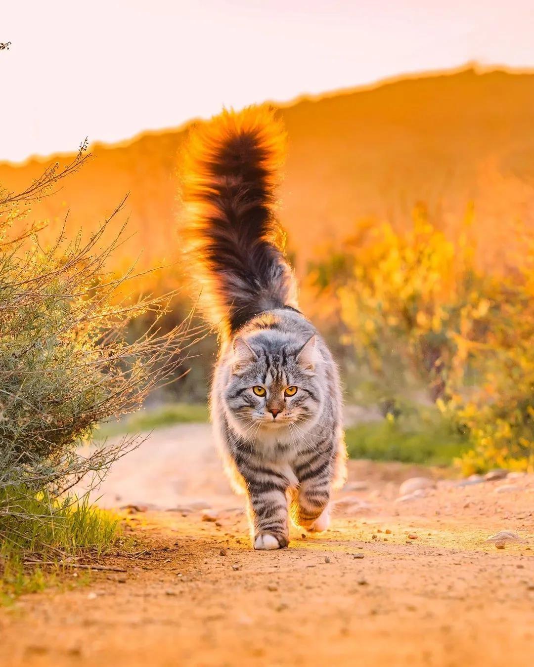 西伯利亚森林猫图片 简直是行走的鸡毛掸子