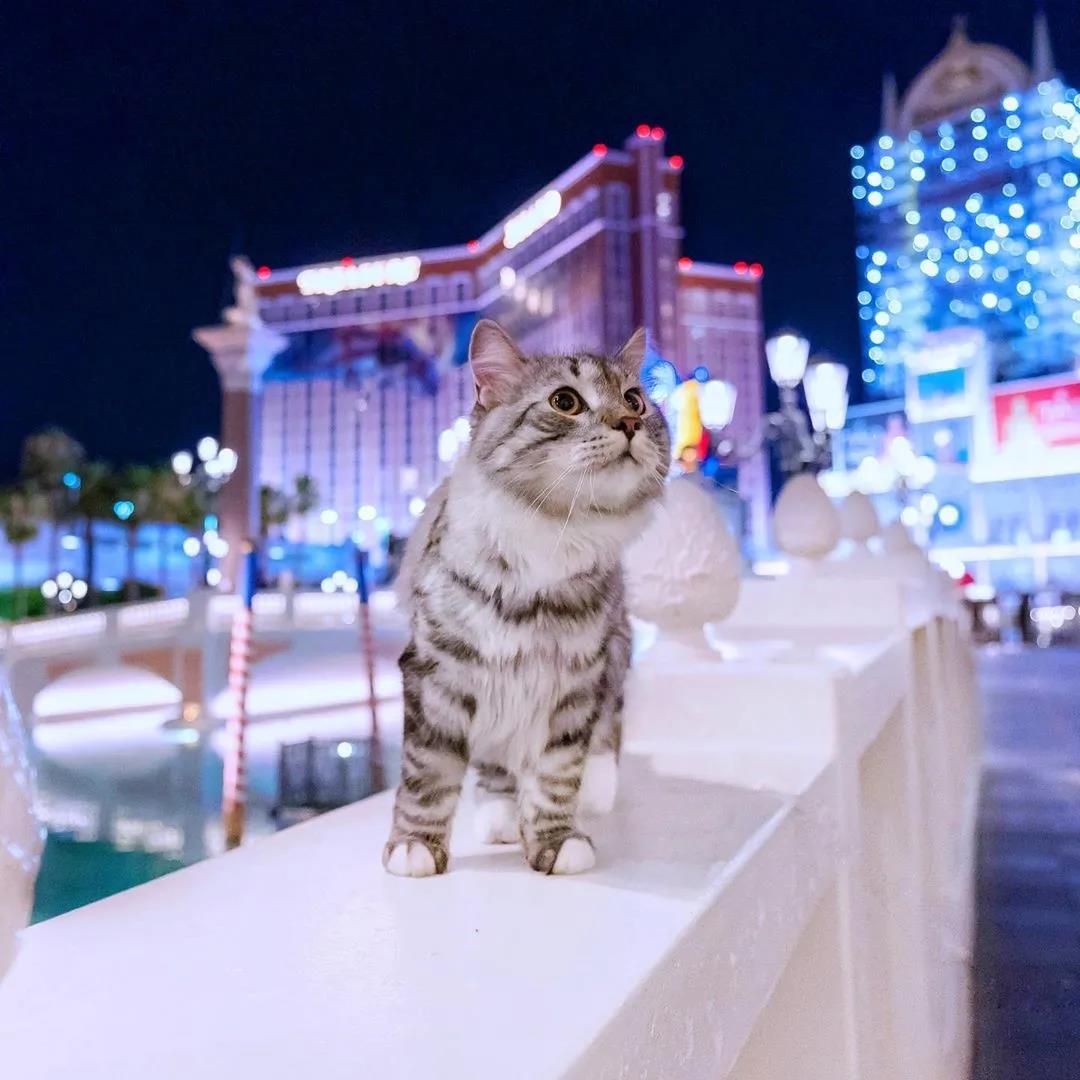 西伯利亚森林猫图片 简直是行走的鸡毛掸子