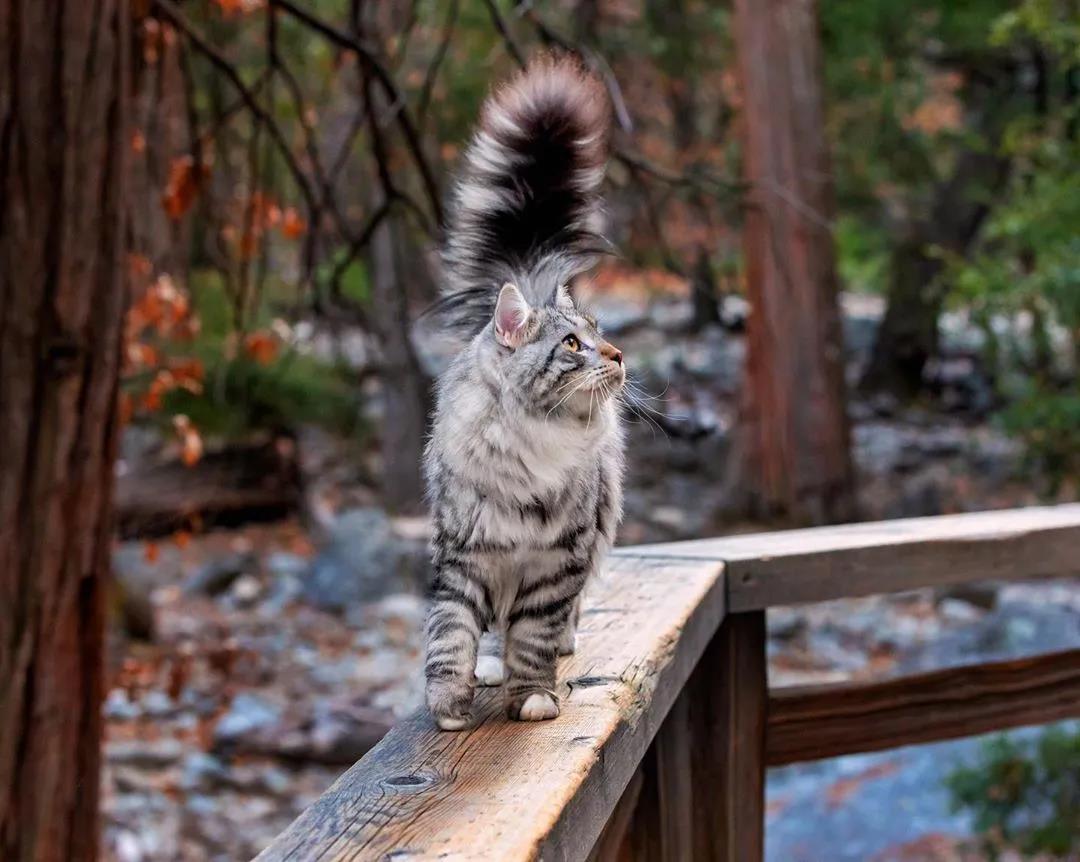 西伯利亚森林猫图片 简直是行走的鸡毛掸子