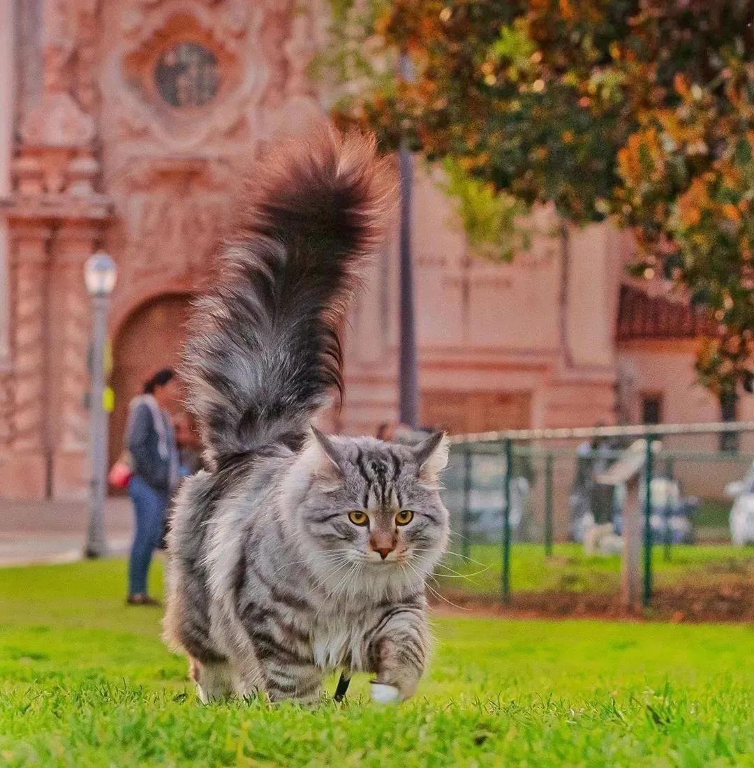 西伯利亚森林猫图片 简直是行走的鸡毛掸子