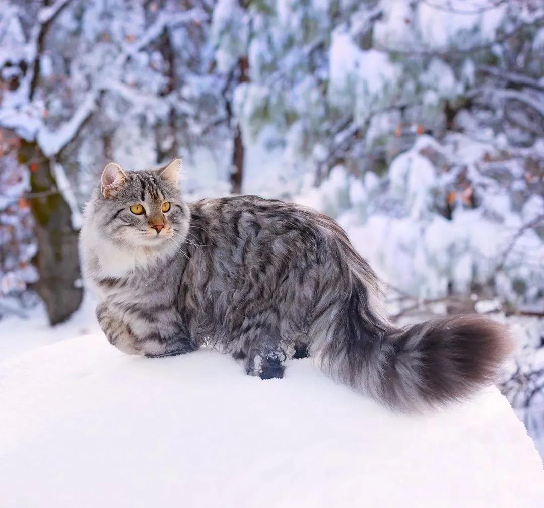 西伯利亚森林猫图片 简直是行走的鸡毛掸子