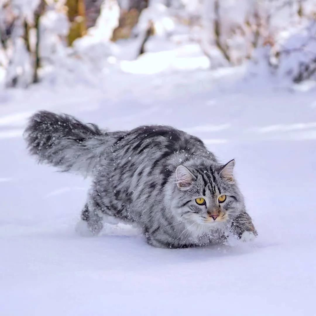 西伯利亚森林猫图片 简直是行走的鸡毛掸子