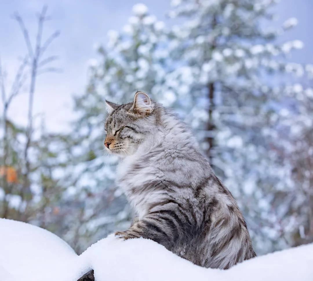 西伯利亚森林猫图片 简直是行走的鸡毛掸子