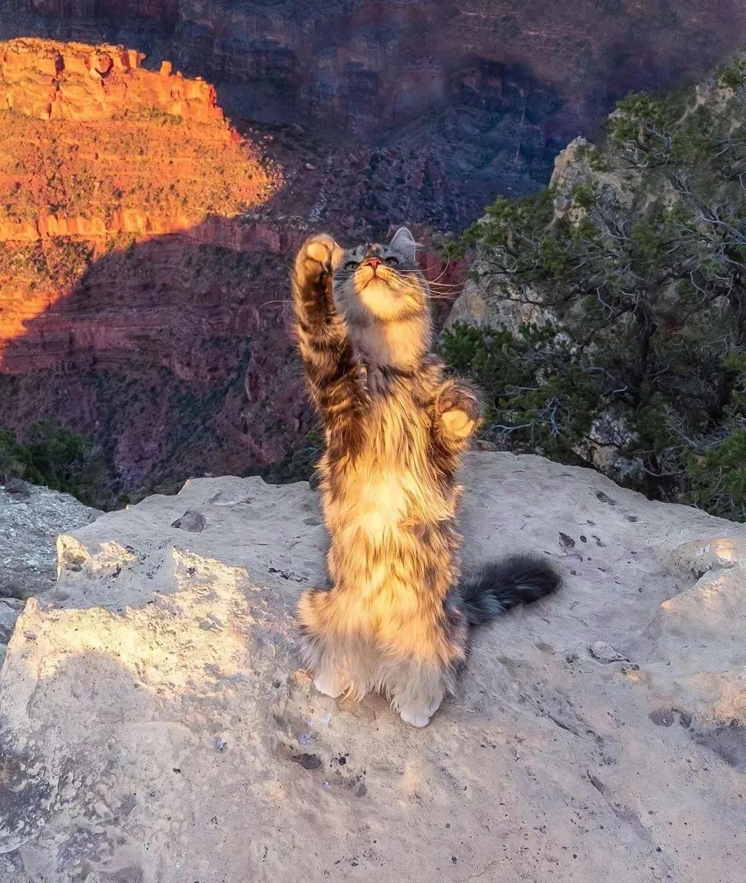 西伯利亚森林猫图片 简直是行走的鸡毛掸子