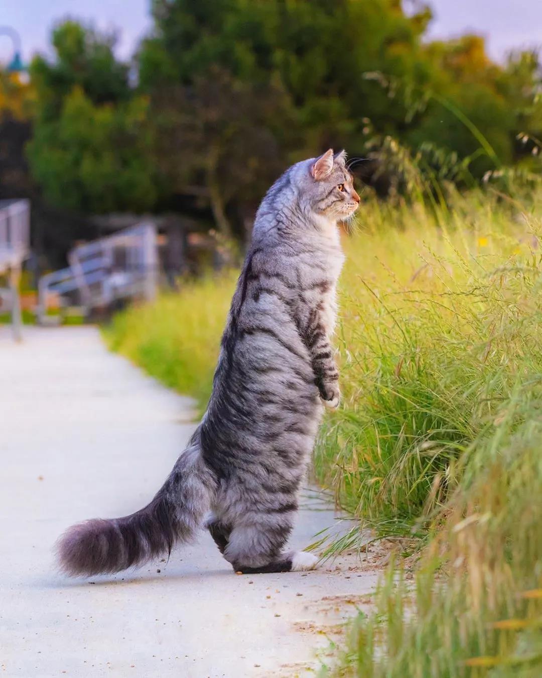 西伯利亚森林猫图片 简直是行走的鸡毛掸子