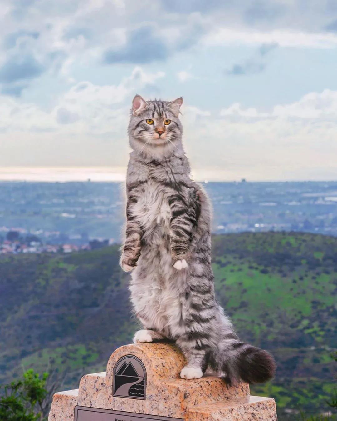 西伯利亚森林猫图片 简直是行走的鸡毛掸子