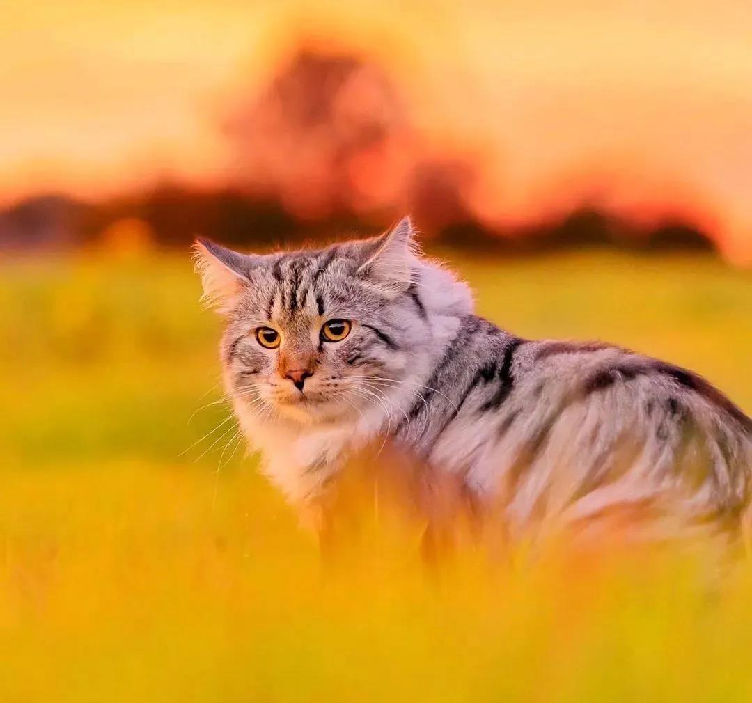 西伯利亚森林猫图片 简直是行走的鸡毛掸子