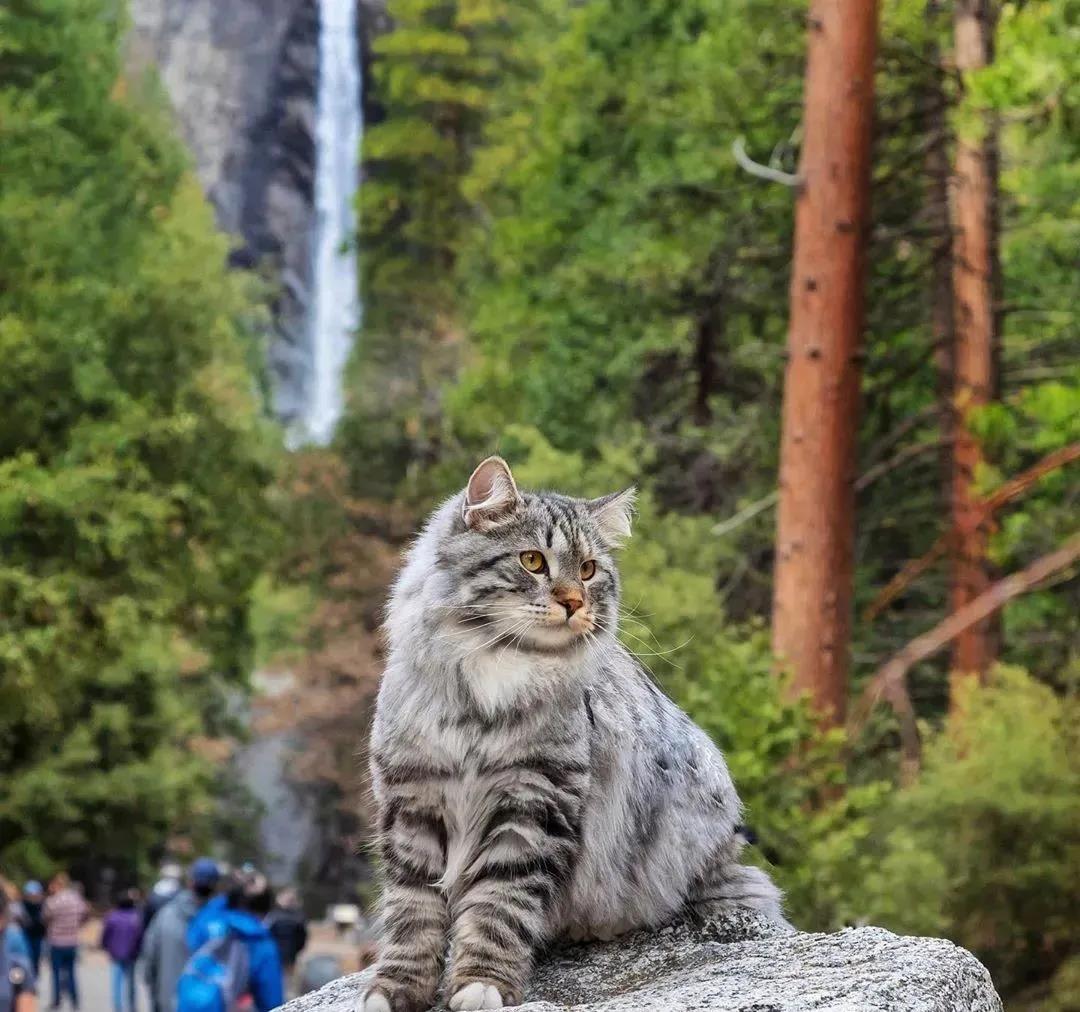 西伯利亚森林猫图片 简直是行走的鸡毛掸子