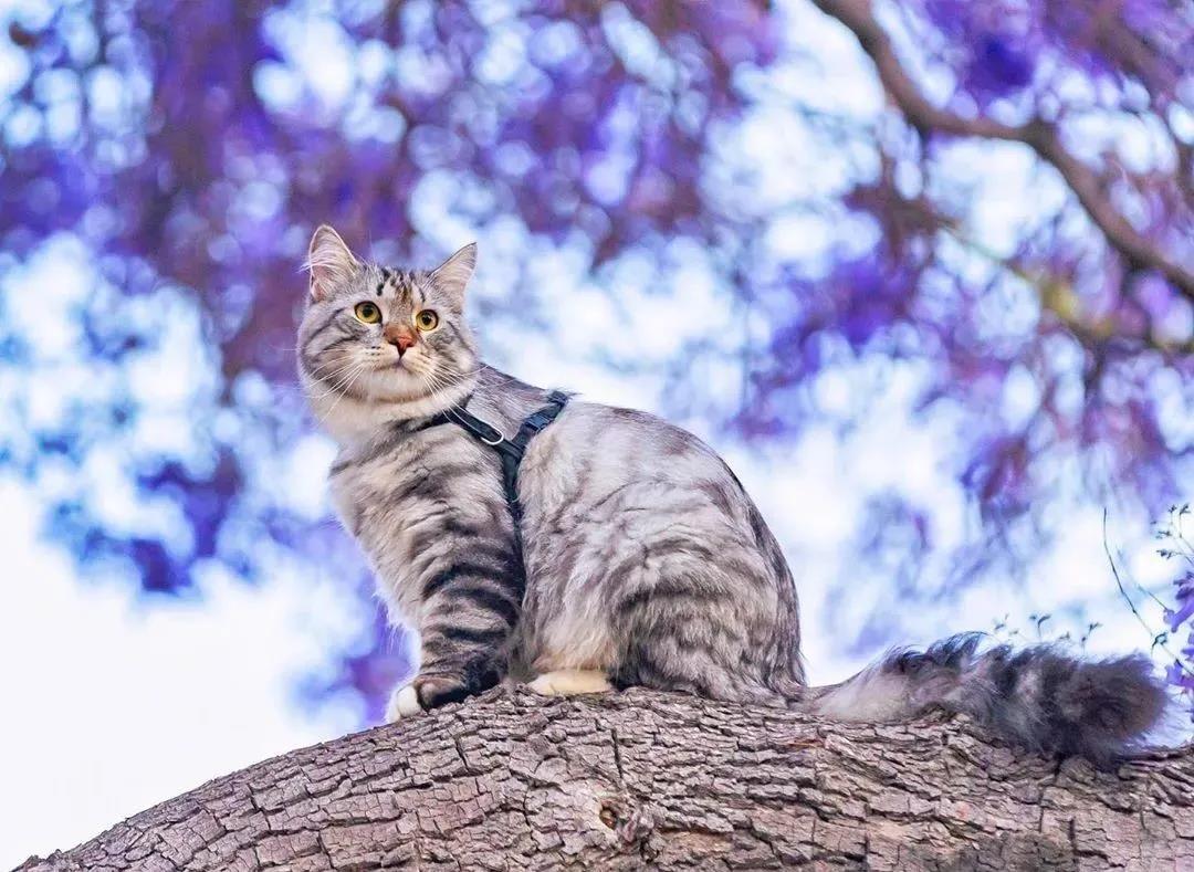 西伯利亚森林猫图片 简直是行走的鸡毛掸子