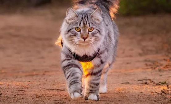 西伯利亚森林猫图片 简直是行走的鸡毛掸子