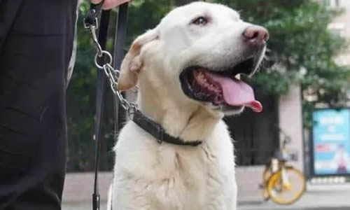 导盲犬如何选拔 小奶狗要接受8项测试