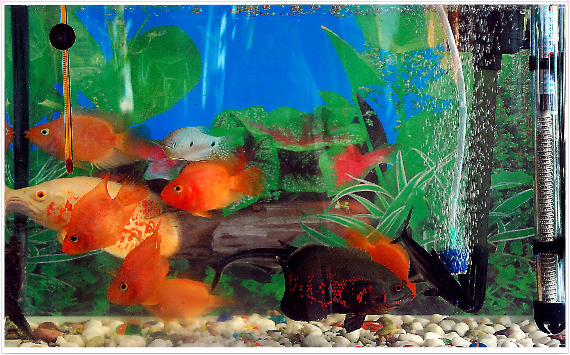 热带鱼身上长白点怎么办 热带鱼身上长白点处理办法