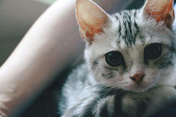 猫的尴尬期是什么意思 猫咪尴尬期的意思