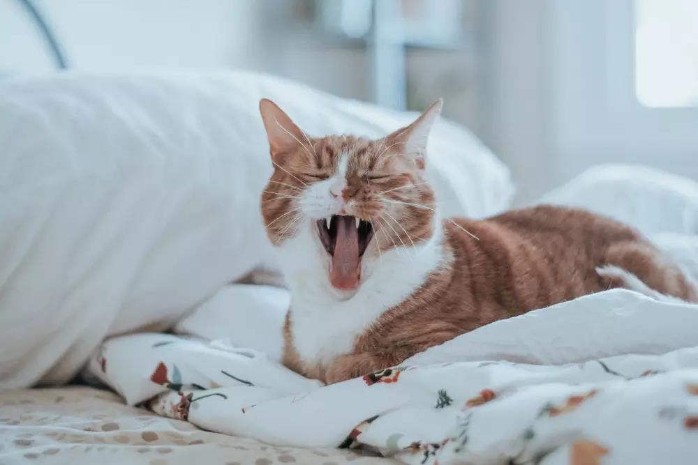 猫掉毛是什么原因 猫掉毛会秃吗