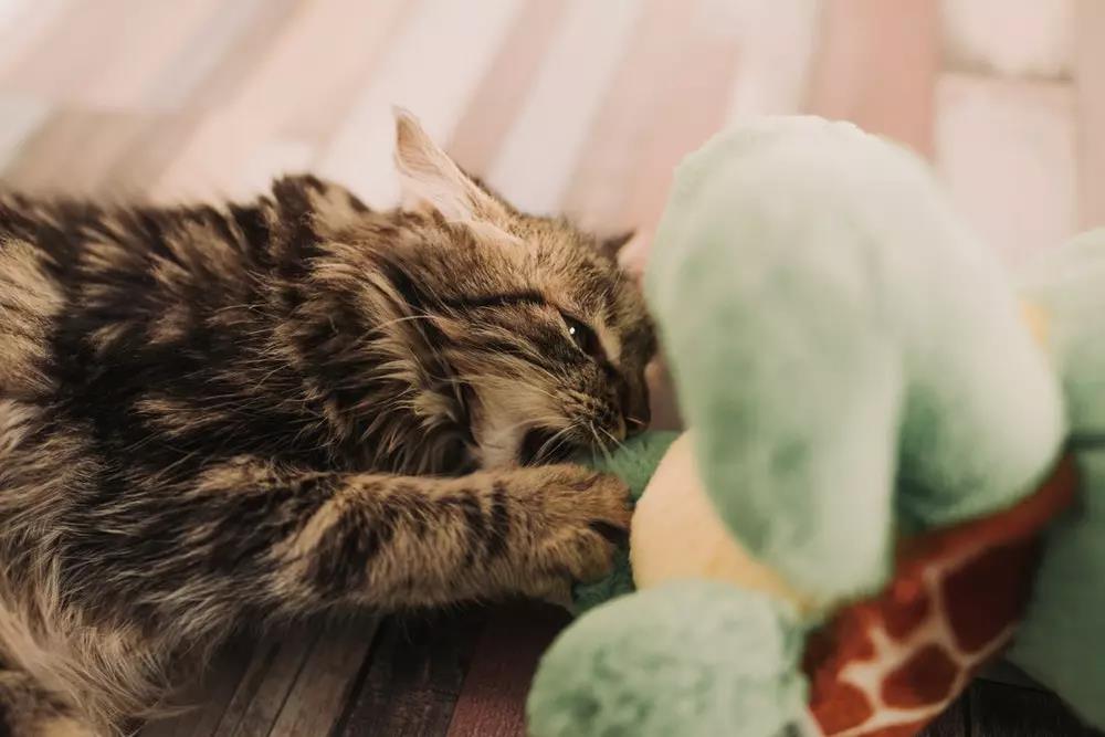 猫掉毛是什么原因 猫掉毛会秃吗
