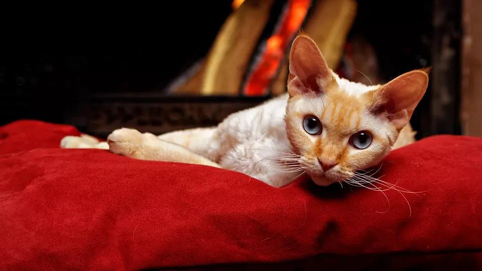 猫掉毛是什么原因 猫掉毛会秃吗