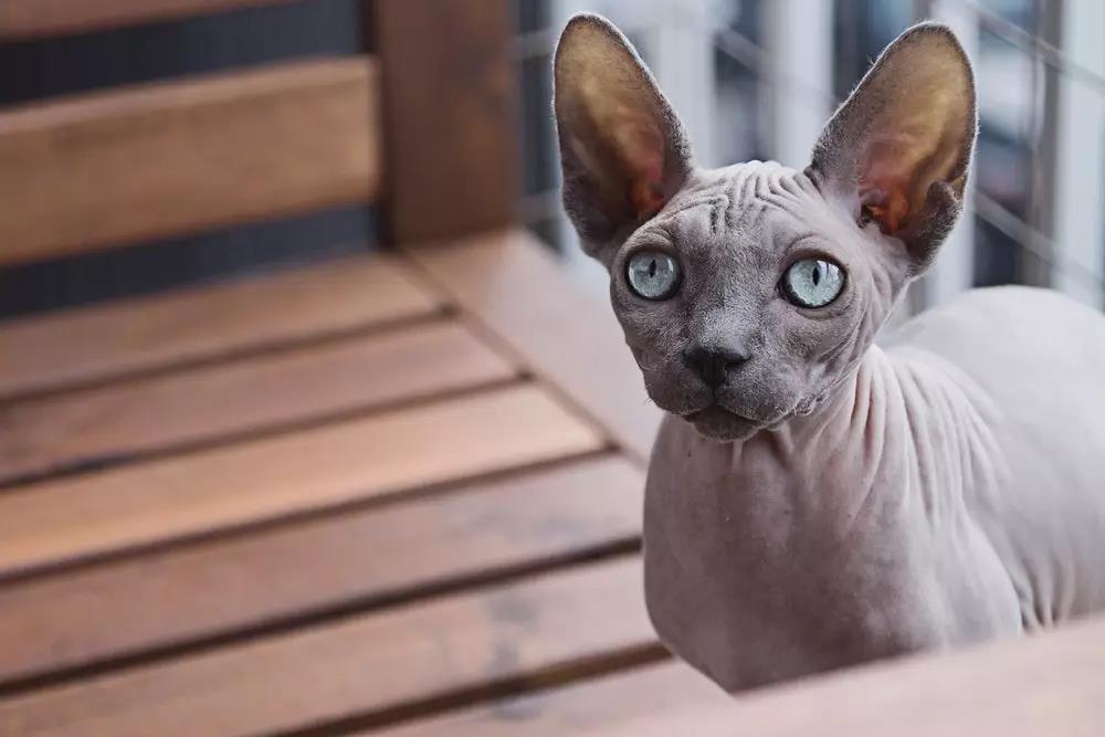 猫掉毛是什么原因 猫掉毛会秃吗