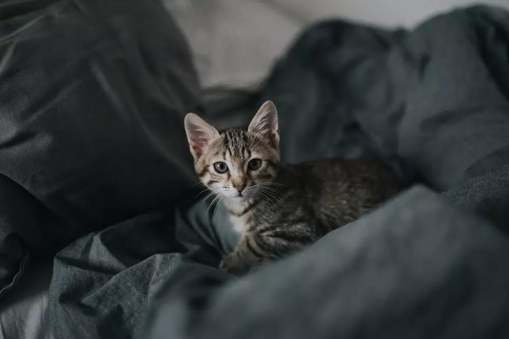 猫掉毛是什么原因 猫掉毛会秃吗