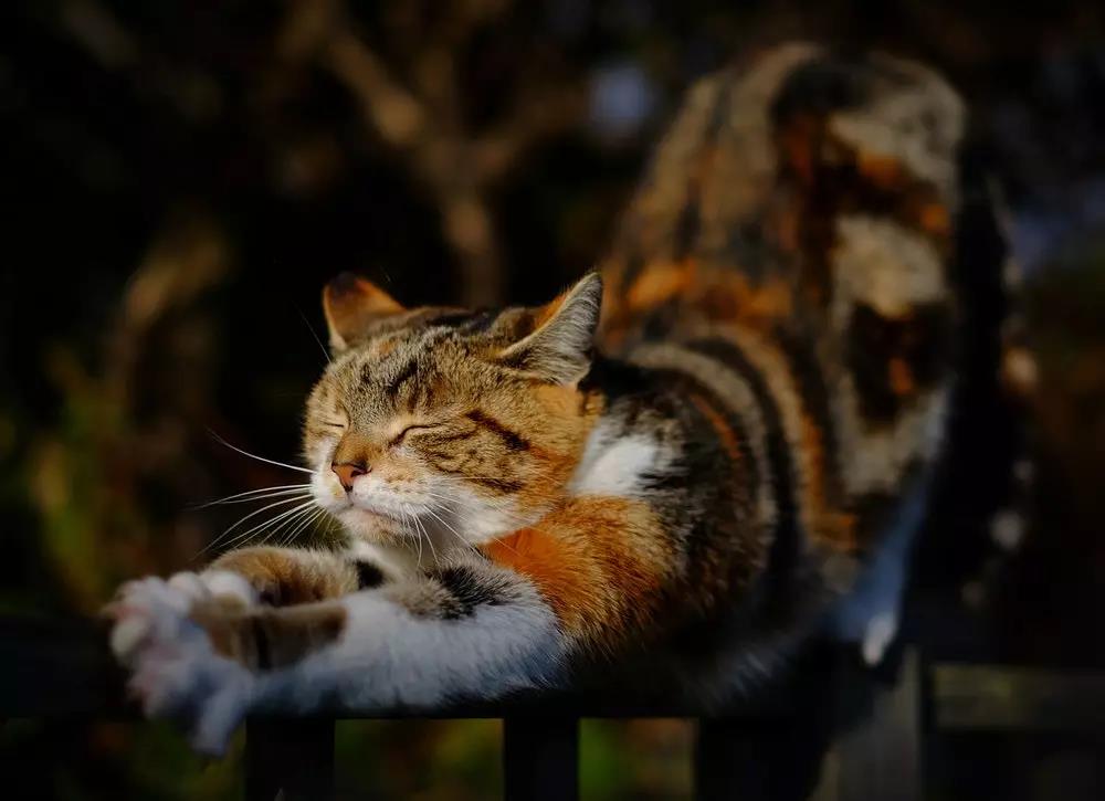 猫掉毛是什么原因 猫掉毛会秃吗
