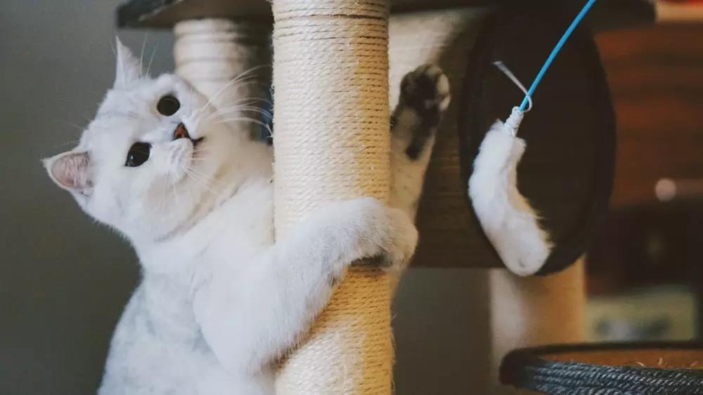 猫掉毛是什么原因 猫掉毛会秃吗